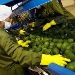 Campos de cultivo y productos agrícolas frescos del Perú representando el éxito de la agroexportación peruana