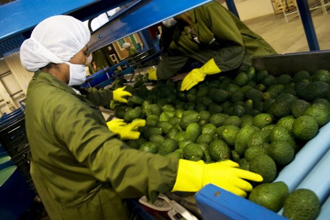 Campos de cultivo y productos agrícolas frescos del Perú representando el éxito de la agroexportación peruana